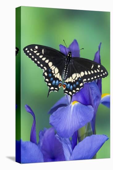 Black Swallowtail Butterfly-Darrell Gulin-Premier Image Canvas