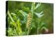 Black swallowtail caterpillar feeding on rue-Richard and Susan Day-Premier Image Canvas