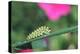 Black swallowtail caterpillar pupating-Richard and Susan Day-Premier Image Canvas