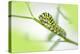 Black Swallowtail caterpillar, USA-Lisa Engelbrecht-Premier Image Canvas