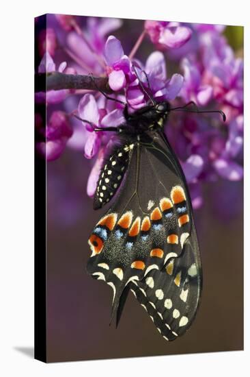 Black Swallowtail Newly Emerged on Eastern Redbud, Marion County, Il-Richard ans Susan Day-Premier Image Canvas