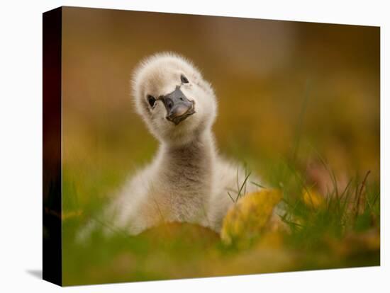 Black Swan Baby-Robert Adamec-Premier Image Canvas