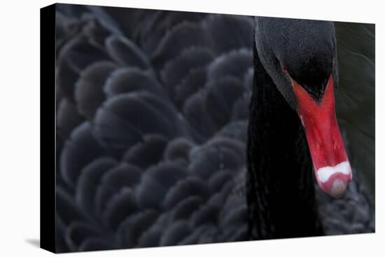 Black Swan (Cygnus Atratus) Captive-Edwin Giesbers-Premier Image Canvas