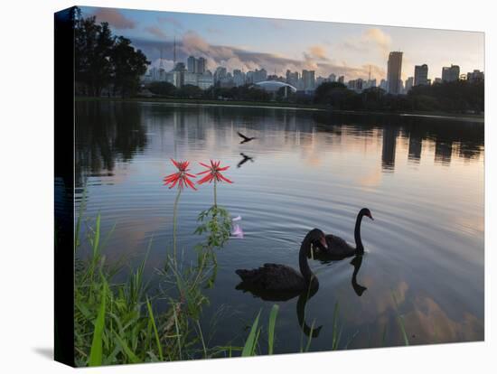 Black Swans, Cygnus Atratus, at Sunrise in Ibirapuera Park-Alex Saberi-Premier Image Canvas