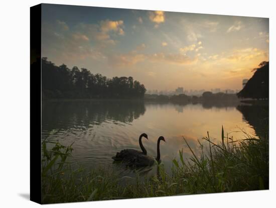 Black Swans Glide on the Lake at Ibirapuera Park in Sao Paulo at Sunrise-Alex Saberi-Premier Image Canvas