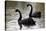 Black Swans-Denise Swanson-Premier Image Canvas