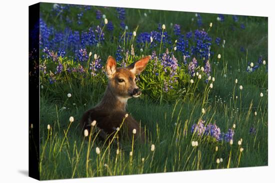 Black Tail Deer Fawn, Alpine Wildflowers-Ken Archer-Premier Image Canvas