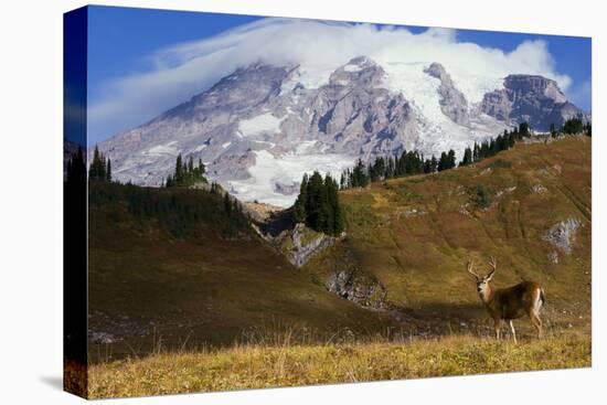 Black-tailed Deer Buck, Mount Rainier-Ken Archer-Premier Image Canvas