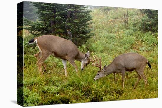 Black-tailed Deer Bucks Sparring-Ken Archer-Premier Image Canvas