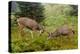 Black-tailed Deer Bucks Sparring-Ken Archer-Premier Image Canvas
