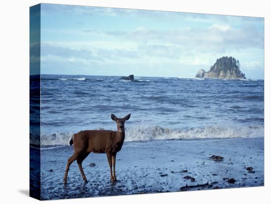 Black-Tailed Deer, Doe on the Beach at Cape Alava, Olympic National Park, Washington, USA-Steve Kazlowski-Premier Image Canvas