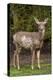 Black-tailed doe with mange-Janet Horton-Premier Image Canvas