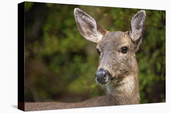 Black-tailed doe-Janet Horton-Premier Image Canvas