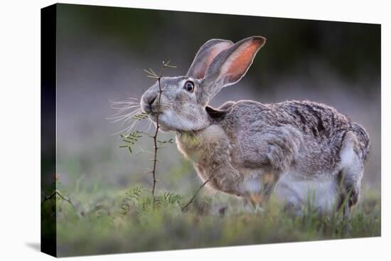 Black-tailed jackrabbit feeding on leaves, Texas, USA-Karine Aigner-Premier Image Canvas