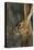 Black-Tailed Jackrabbit Wildlife, USA-Gerry Reynolds-Premier Image Canvas
