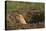 Black-Tailed Prairie Dog Peeking out of Den-DLILLC-Premier Image Canvas