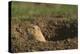 Black-Tailed Prairie Dog Peeking out of Den-DLILLC-Premier Image Canvas