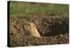 Black-Tailed Prairie Dog Peeking out of Den-DLILLC-Premier Image Canvas