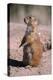 Black-Tailed Prairie Dog Standing, Badlands National Park, South Dakota, Usa-John Barger-Premier Image Canvas