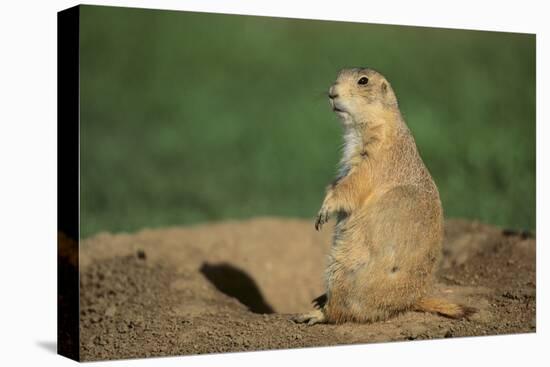 Black-Tailed Prairie Dog-DLILLC-Premier Image Canvas