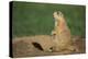 Black-Tailed Prairie Dog-DLILLC-Premier Image Canvas