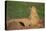 Black-Tailed Prairie Dog-DLILLC-Premier Image Canvas
