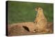 Black-Tailed Prairie Dog-DLILLC-Premier Image Canvas