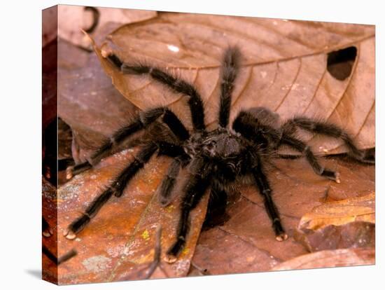 Black Tarantulas, Amazon Rainforest, Peru-Gavriel Jecan-Premier Image Canvas