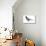 Black Tern (Chlidonias Niger Surinamensis), Birds-Encyclopaedia Britannica-Stretched Canvas displayed on a wall