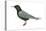 Black Tern (Chlidonias Niger Surinamensis), Birds-Encyclopaedia Britannica-Stretched Canvas