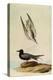 Black Tern-John James Audubon-Premier Image Canvas