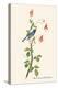 Black-Throated Blue Warbler-John James Audubon-Stretched Canvas