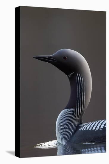Black-Throated Diver (Gavia Arctica) On Water, Finland, May-Markus Varesvuo-Premier Image Canvas