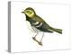 Black-Throated Green Warbler (Dendroica Virens), Birds-Encyclopaedia Britannica-Stretched Canvas