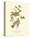 Black-throated Green Wood Warbler-John James Audubon-Stretched Canvas