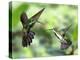 Black-Throated Mango Hummingbird (Anthracothorax Nigricollis) Male And Female In Flight-Kim Taylor-Premier Image Canvas