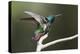Black-throated Mango Hummingbird, ruffling its feathers, Trinidad and Tobago-Ken Archer-Premier Image Canvas