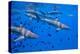 Black Tip Reef Sharks, Bora Bora-Karine Aigner-Premier Image Canvas