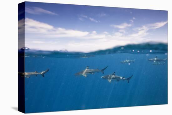 Black Tip Reef Sharks Swim Just Below The Surface Of The Water. Bora Bora, French Polynesia-Karine Aigner-Premier Image Canvas