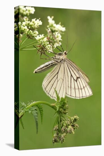 Black-Veined Moth, Side View-Harald Kroiss-Premier Image Canvas