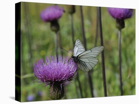 Black Veined White Butterfly (Aporia Crataegi), Pannonic Thistle (Cirsium Pannonicum), Slovenia-Nick Upton-Premier Image Canvas