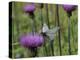 Black Veined White Butterfly (Aporia Crataegi), Pannonic Thistle (Cirsium Pannonicum), Slovenia-Nick Upton-Premier Image Canvas