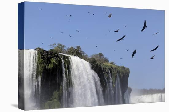 Black Vultures (Coragyps Atratus) In Flight Over Iguazu Falls-Angelo Gandolfi-Premier Image Canvas