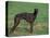 Black Whippet Standing in Field-Adriano Bacchella-Premier Image Canvas