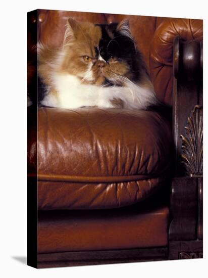 Black, White and Cream Mackerel Tabby Persian Cat Resting in Armchair-Adriano Bacchella-Premier Image Canvas