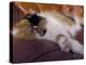 Black, White and Cream Mackerel Tabby Persian Cat Resting in Armchair-Adriano Bacchella-Premier Image Canvas