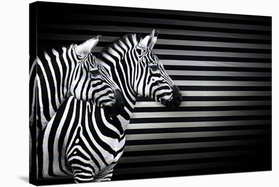 Black White And Zebras-Andre Villeneuve-Stretched Canvas