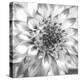 Black & White Dalia 4-Suzanne Foschino-Stretched Canvas