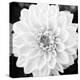 Black & White Gerber I-Susan Bryant-Stretched Canvas
