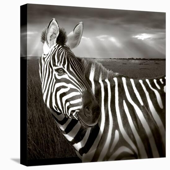 Black & White of Zebra and Plain, Kenya-Joanne Williams-Premier Image Canvas